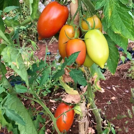 Piccolo Giardino דירה קאלי