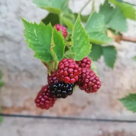 Piccolo Giardino קאלי