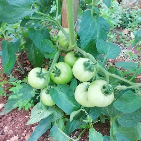 Piccolo Giardino