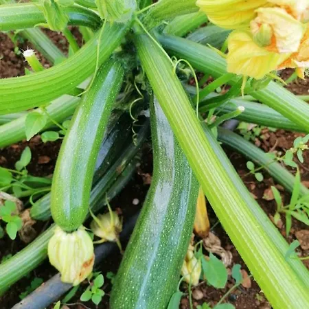 Piccolo Giardino *