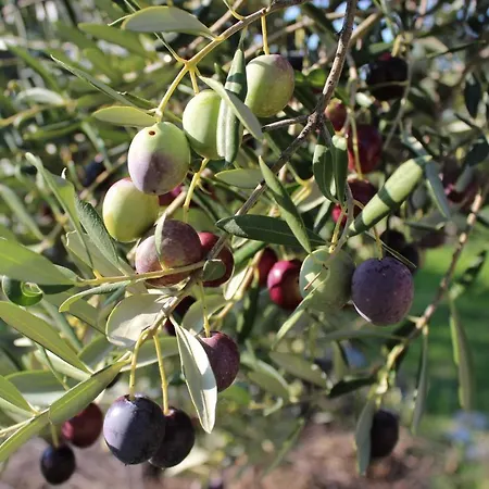 Διαμέρισμα Piccolo Giardino