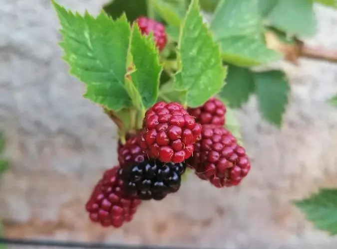 Piccolo Giardino Kali